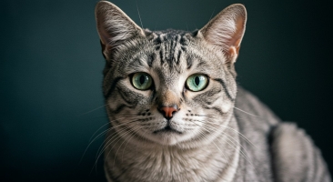 Cat behavior problems: Solutions & training tips